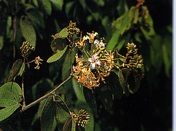 ปอเกี๋ยน Bauhinia ornata var. burmanica K. & S.S. Larsen<br/>CAESALPINIACEAE