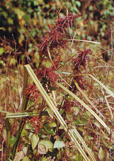 หญ้าคมบาง Carex baccans Nees<br/>CYPERACEAE