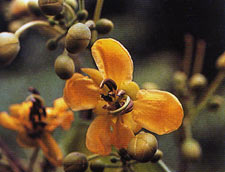 แสมสาร Cassia garrettiana Craib<br/>CAESALPINIACEAE