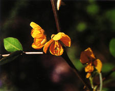 ชุมเห็ด Cassia occidentalis Linn.<br/>CAESALPINIACEAE