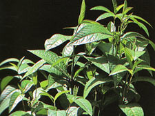 หอมไก๋ Chloranthus erectus(Buch-ham.)Verdc.<br/>CHLORANTHACEAE