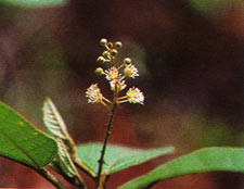 พังคี Croton crassifolius Geisel<br/>EUPHORBIACEAE