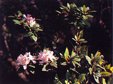 กุหลาบพันปีลังกาหลวง Rhododendron microphyton Franch.<br/>ERICACEAE