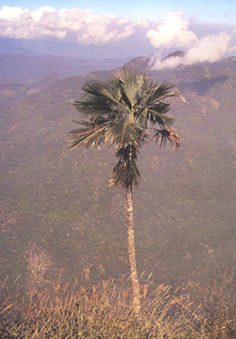ค้อเชียงดาว Trachycarpus oreophilus Gibbons & Spanner<br/>ARECACEAE (PALMAE)