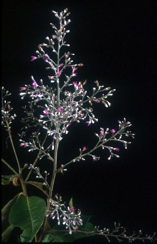 ขางหางเล็ก Vernonia parishii Hook.f.<br/>ASTERACEAE (COMPOSITAE)