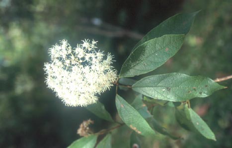 อูนป่า Viburnum sambucinum Bl. var. tomentosum Hallier f.<br/>CAPRIFOLIACEAE