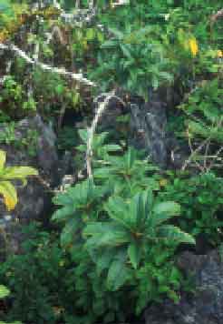 ประทัดอ่างขาง Agapetes megacarpa W.W. Sm.<br/>ERICACEAE