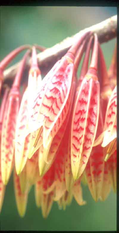 ประทัดใหญ่ Agapetes variegata D. Don ex G. Don<br/>ERICACEAE