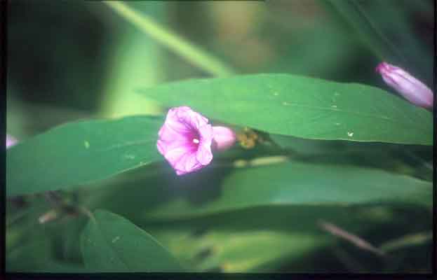 เครือเขาหลง Argyreia splendens (Hornem.)Sweet<br/>CONVOLVULACEAE