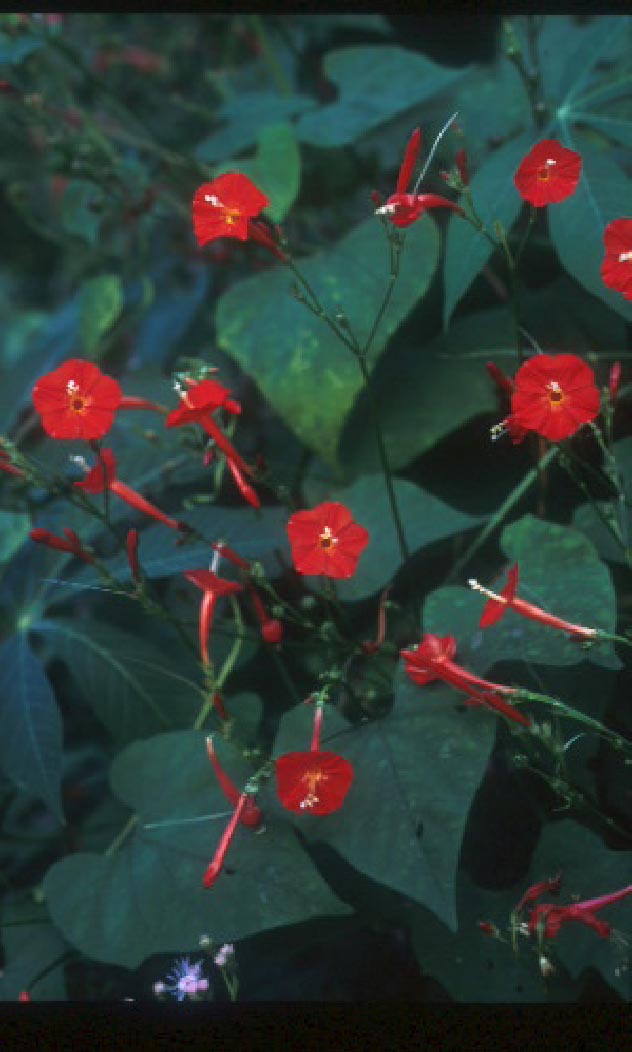 จิงจ้อแดง Ipomoea hederifolia L.<br/>CONVOLVULACEAE