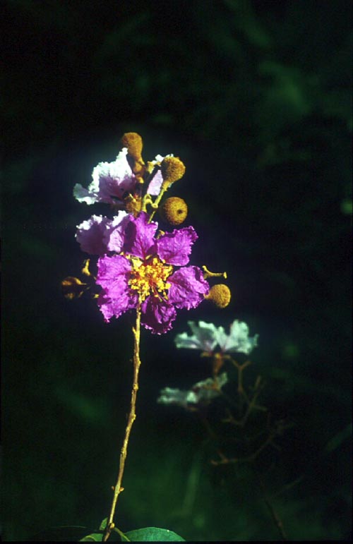 เปื๋อยป่า Lagerstroemia cochinchinensis Pierre var. ovalifolia Furtado & Montien<br/>LYTHRACEAE