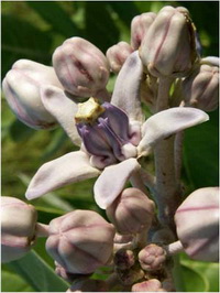 รักดอก Calotropis gigantea (L.) Dryander ex W.T. Aiton<br/>ASCLEPIADACEAE