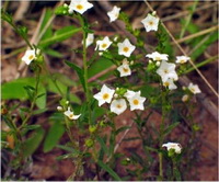 - Heliotropium strigosum Wild<br/>BORAGINACEAE