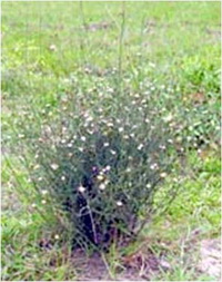 ยุงปัดแม่ม่าย Vernonia juncea (Kurz) Hook.f.<br/>ASTERACEAE (COMPOSITAE)