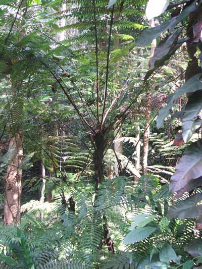 กูดต้นดอยสุเทพ Cyathea spinulosa Wall. ex. Hook.<br/>CYATHEACEAE