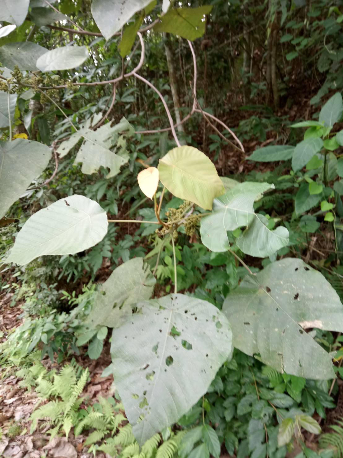 ตองแตบ Macaranga denticulata (Blume) Mull.Arg.<br/>Euphorbiaceae