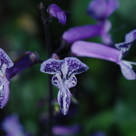 ม่วงมณี   Plectranthus ‘Mona Lavender’<br/>LAMIACEAE (LABIATAE)