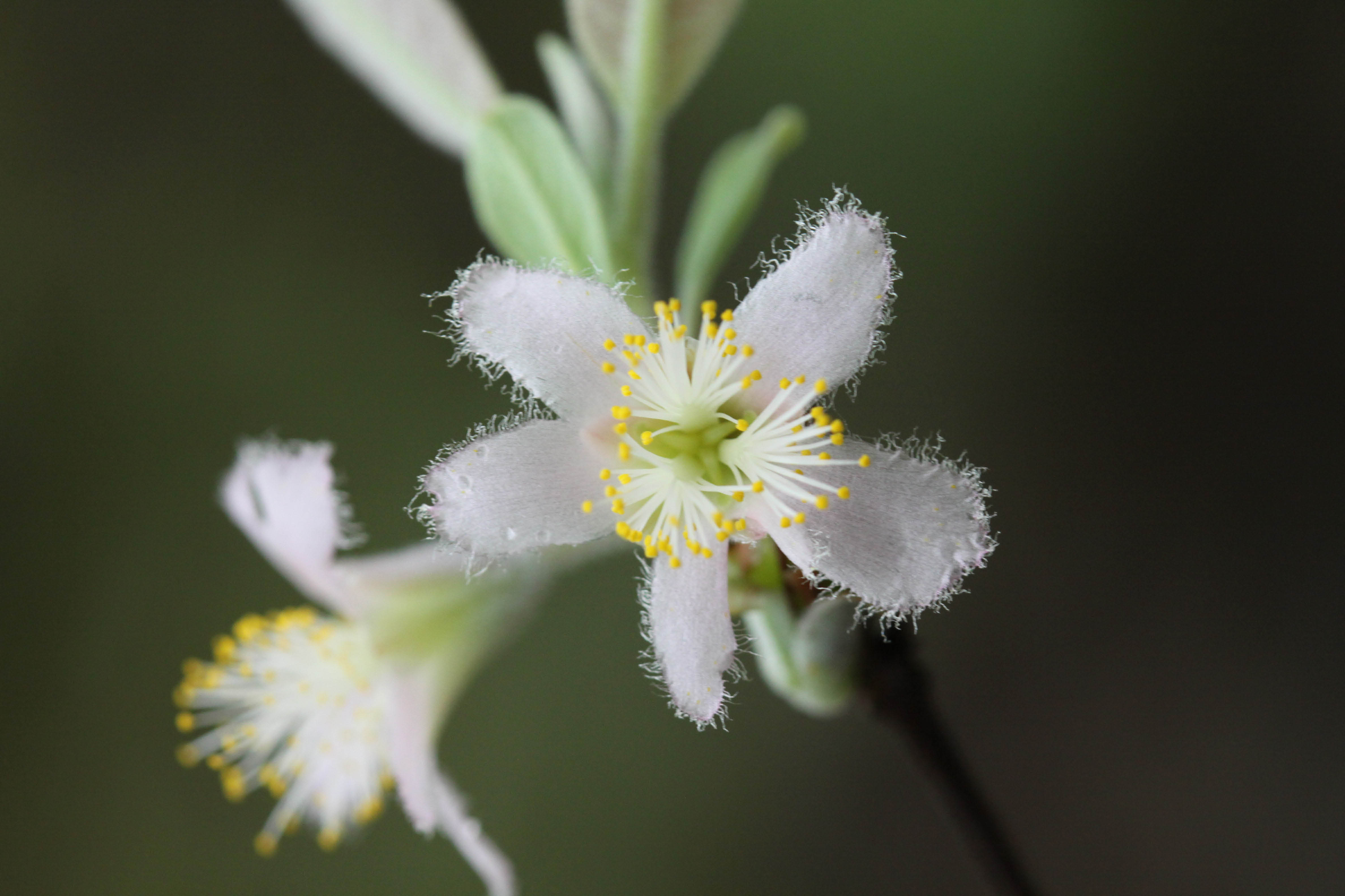 ติ้วขน Cratoxylum formosum (Jack.) Dyer subsp.pruniflorum (Kurz) Gogel.<br/>CLUSIACEAE