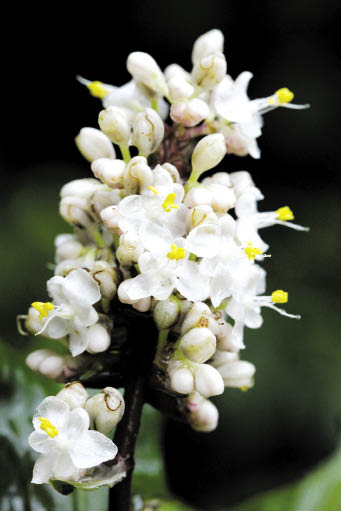 ผักปลาบขาว Pollia hasskarlii R.S.Rao<br/>COMMELINACEAE