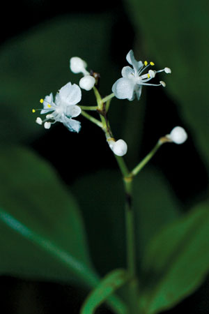 เอื้องดอกขาว Pollia siamensis (Craib) Faden ex D.Y.Hong<br/>COMMELINACEAE