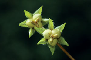 ละหุ่งเครือ Cnesmone javanica Blume<br/>EUPHORBIACEAE