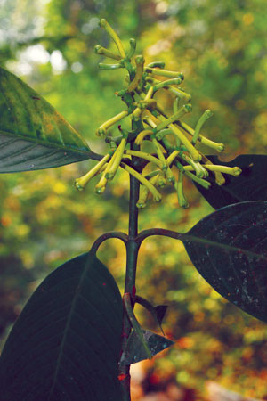 มะดะหลอด Garcinia pedunculata Roxb. ex Buch.-Ham.<br/>CLUSIACEAE (GUTTIFERAE)