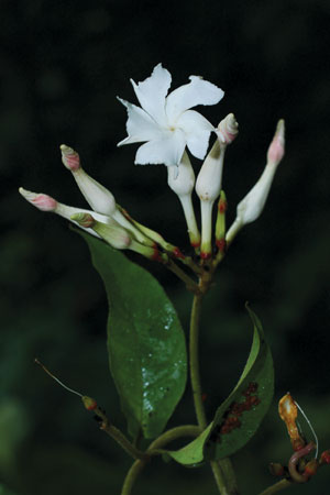 ว่านตรุ Epigynum cochinchinensis (Pierre) D.J.Middleton<br/>APOCYNACEAE