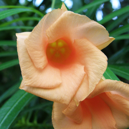 รำเพย Thevetia peruviana (Pers.) Schum.<br/>APOCYNACEAE