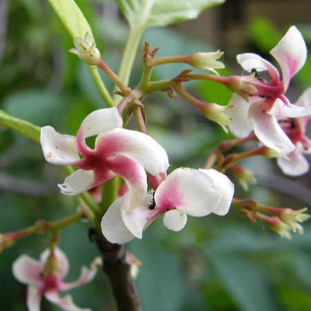 โมกเครือ Chonemorpha verrucosa (Blume) D.J. Middleton<br/>APOCYNACEAE
