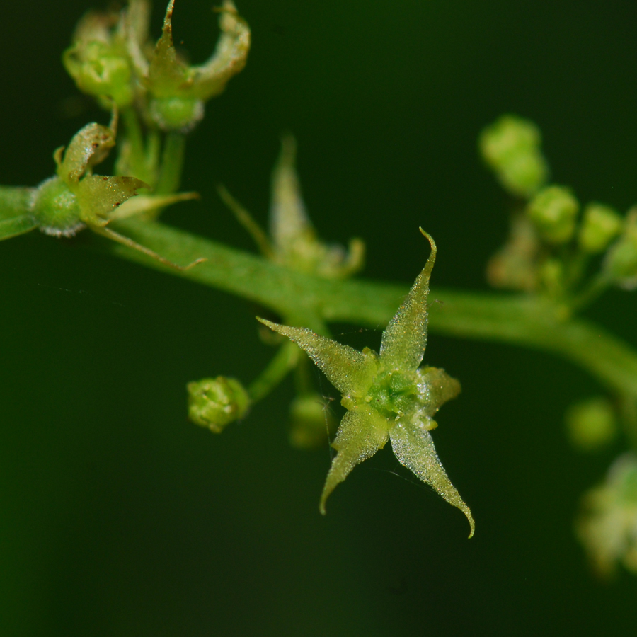 เจียวกู่หลาน Gynostemma pentaphyllum (Thunb.)  Makino<br/>Cucurbitaceae