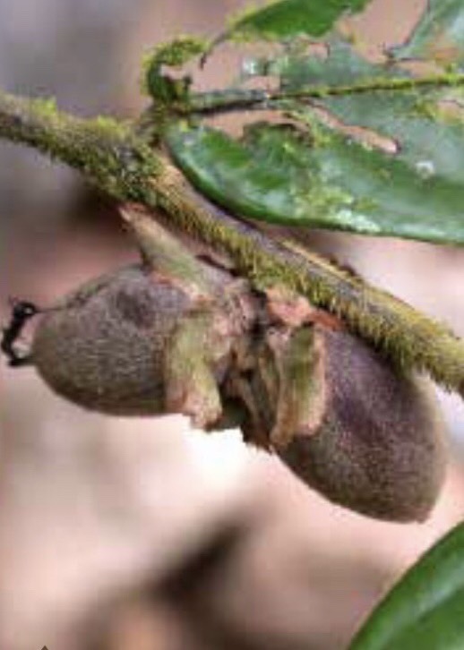 กะลิง Diospyros pilosanthera Blanco<br/>EBENACEAE