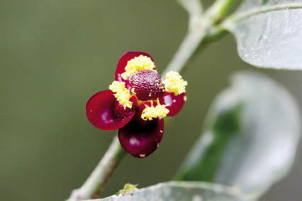 นวล Garcinia merguensis Wight<br/>CLUSIACEAE
