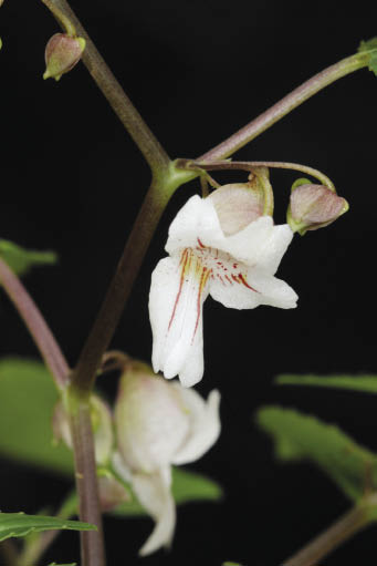 เทียนน้ำกัด Impatiens namkatensis T.Shimizu<br/>BALSAMINACEAE