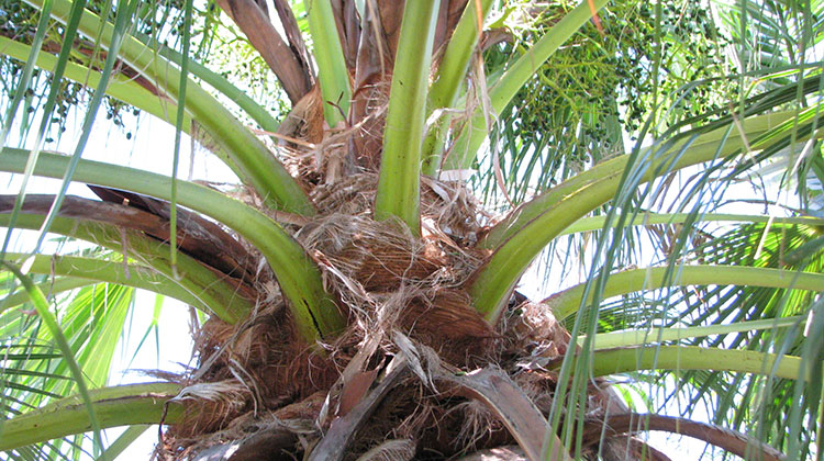 ปาล์มจีน Livistona chinensis (Jacq.) R.Br.ex Mart.<br/>Arecaceae
